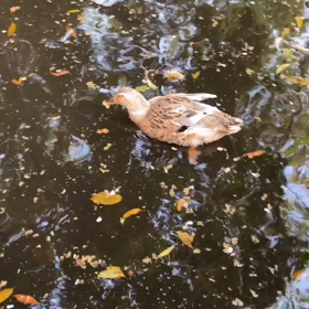 3月31日✨天赦日＋一粒万倍日＋寅の日✨の画像