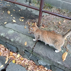 ☆ニャン吉物語・戦争と武力抗争による環境搾取防止のための国際デー編☆の画像