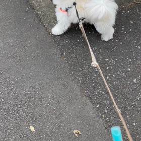 初めてのおつかいの画像