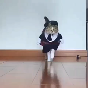 猫ちゃんワンちゃん動画の画像