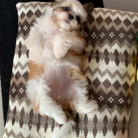 くーちゃんの画像