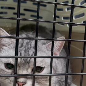 タマ、病院へ行くの画像