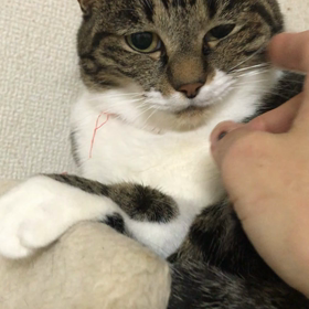 里親様募集中！(美々ちゃん)の画像