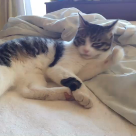 ひややっこちゃん脱走①の画像