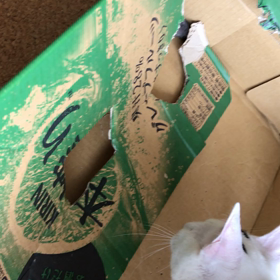 ネズミとダンボールの画像