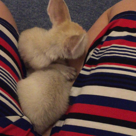 ★とっても人懐っこいチビちゃんたち★の画像