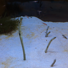 ちんあなごの画像