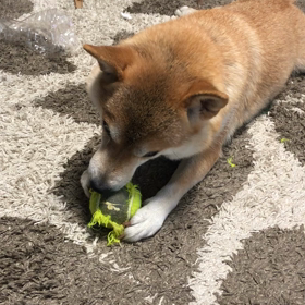 お散歩いくかな？の画像