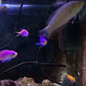 今朝のパープルクィーンアンティアスです❗️の画像