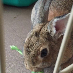 ピーターラビットちゃん♡の画像