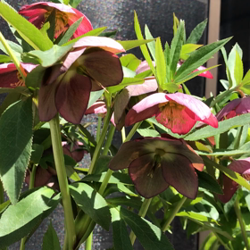 クリスマスローズの画像