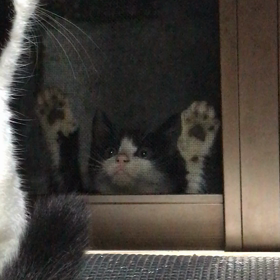 捨て猫？タキシードくん@外の猫の画像