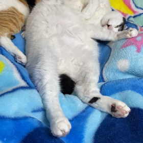 おきらくにもほどかあるの画像