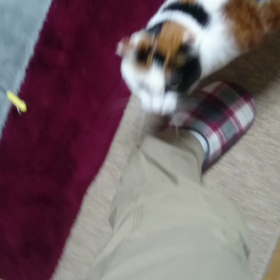 なっちゃんの鳴き声の画像