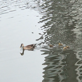 早朝徘徊の画像