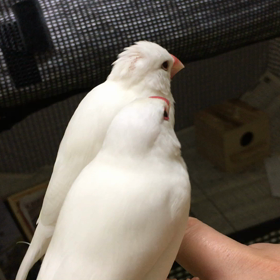 モテモテの画像