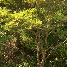 ウグイスの声の画像