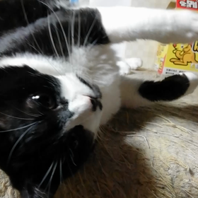 ね こ 屋 敷 の ──の画像