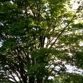 【こころ】散歩の画像