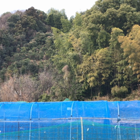 テスト　畑の日々の画像