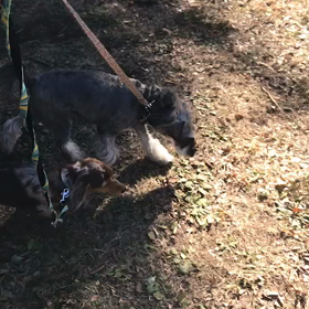 ♪お散歩動画♪代々木公園♪の画像