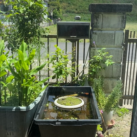 令和2.5.20. めだかの画像