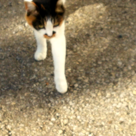 ”また　助けてください”の画像