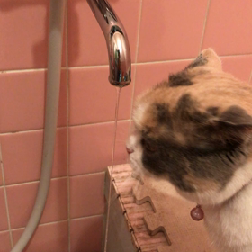 メグの水飲み！の画像