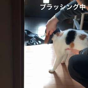 ブラッシングの画像