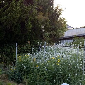 コッケコッコォーの画像