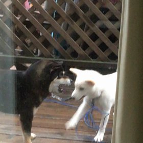 群れ社会の一員としての画像