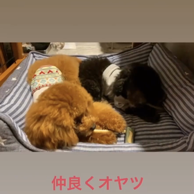 宇野樹君インスタストーリーより　仲良くオヤツの画像