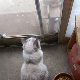 ね こ 屋 敷 の ──の画像