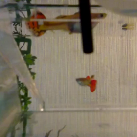 グッピー稚魚誕生❗❗の画像