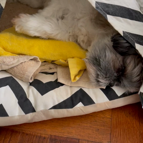 オールドルーキー　18分で脱落の画像