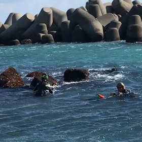 ワカメ狩りの画像