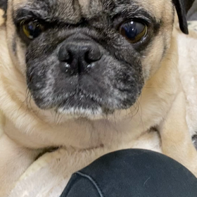 2021.10.26✩.*˚お散歩行く気満々✩.*˚の画像