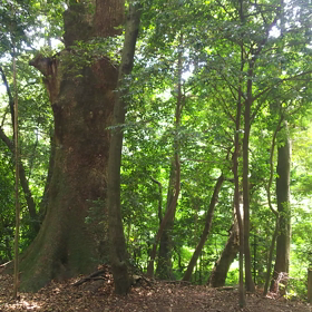 共鳴の音色の画像