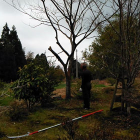 ねむの木の剪定の画像