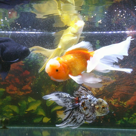 土曜日ですが。の画像