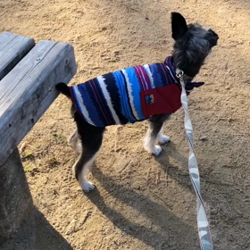 マゴのての画像