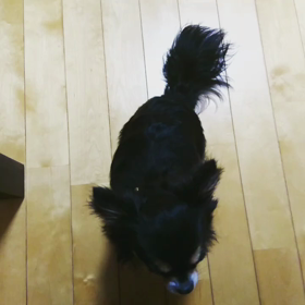 愛犬ポッキー❗新しい芸を覚えましたの画像