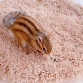 ナイナイ♪の画像