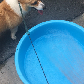 水浴びなうの画像