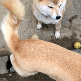 ミルクのつぶやき。の画像