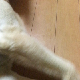 今日のレオの画像