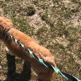 ♪お散歩動画♪代々木公園♪の画像