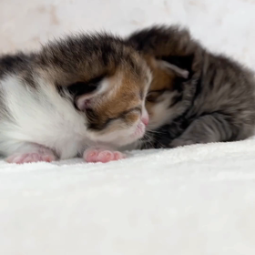 ☆成長日記☆8/3生まれミヌエット♡生後11日目の画像