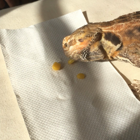 ご褒美⁇の画像