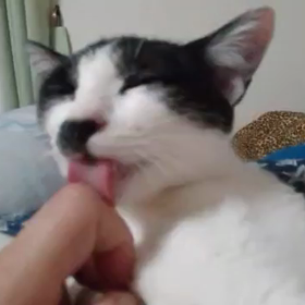 動画で癒しの画像